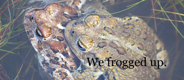 American Bullfrog vs. The Western Toad