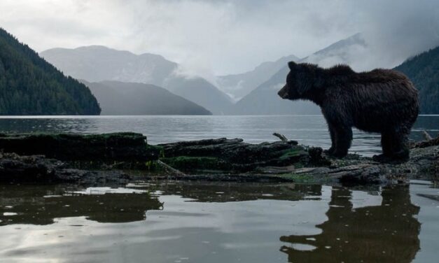 The Great Bear Rainforest decision: A big day for forests everywhere