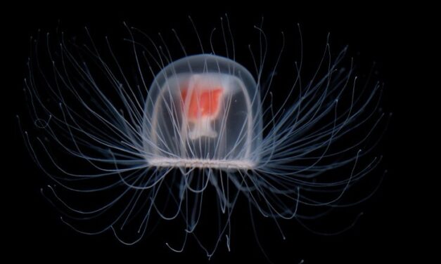 You Jelly of the Immortal Jellyfish?