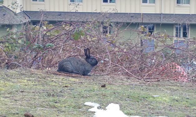Deadly rabbit disease strikes Nanaimo