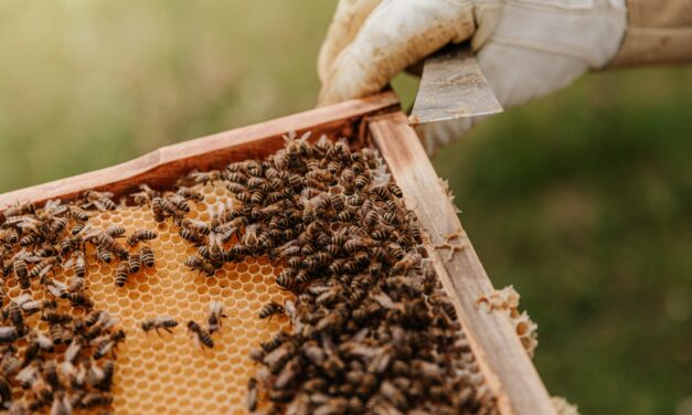 New Provincial Funding to Enhance Bee Health